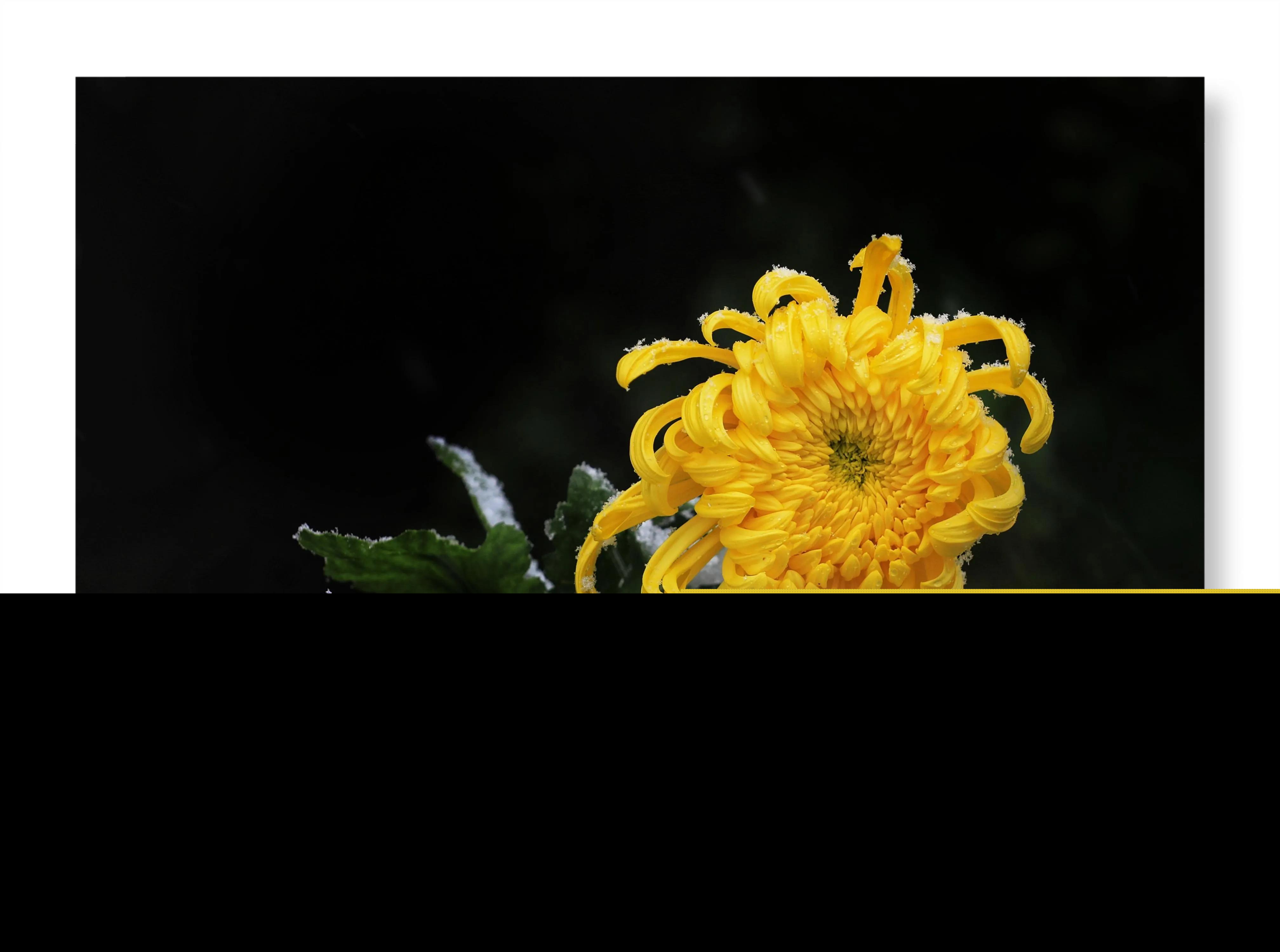 菊花的品格和志向（赞美菊花的品质和精神）