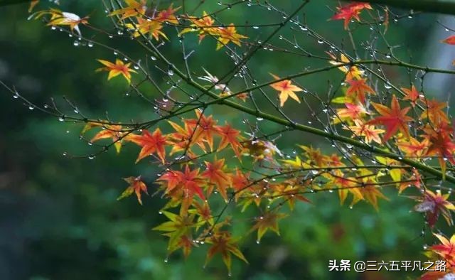 一场秋雨一场寒什么意思（一阵秋雨一阵寒的诗句）