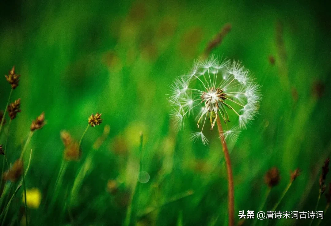 关于春分的诗句有哪些（有关春分的诗句赏析）