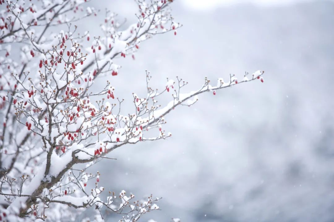 描写雪的诗40首（赞美雪的诗词名句）