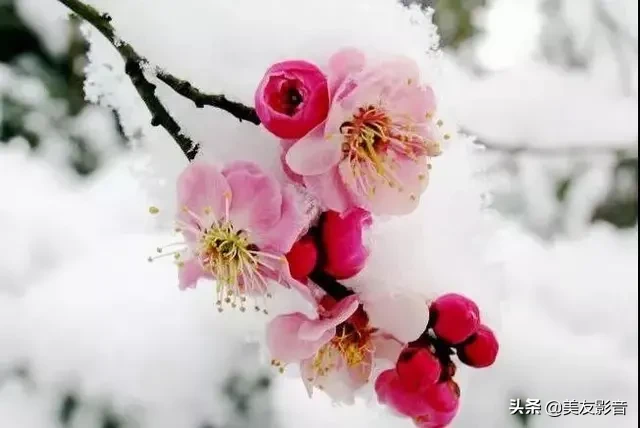 咏梅诗词精选赏析（著名梅花诗词赏析）