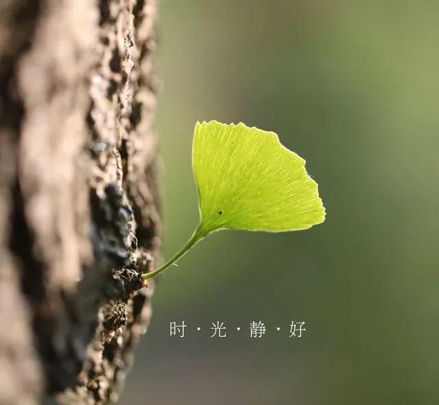 岁月静好的唯美句子（平淡幸福的唯美句子）