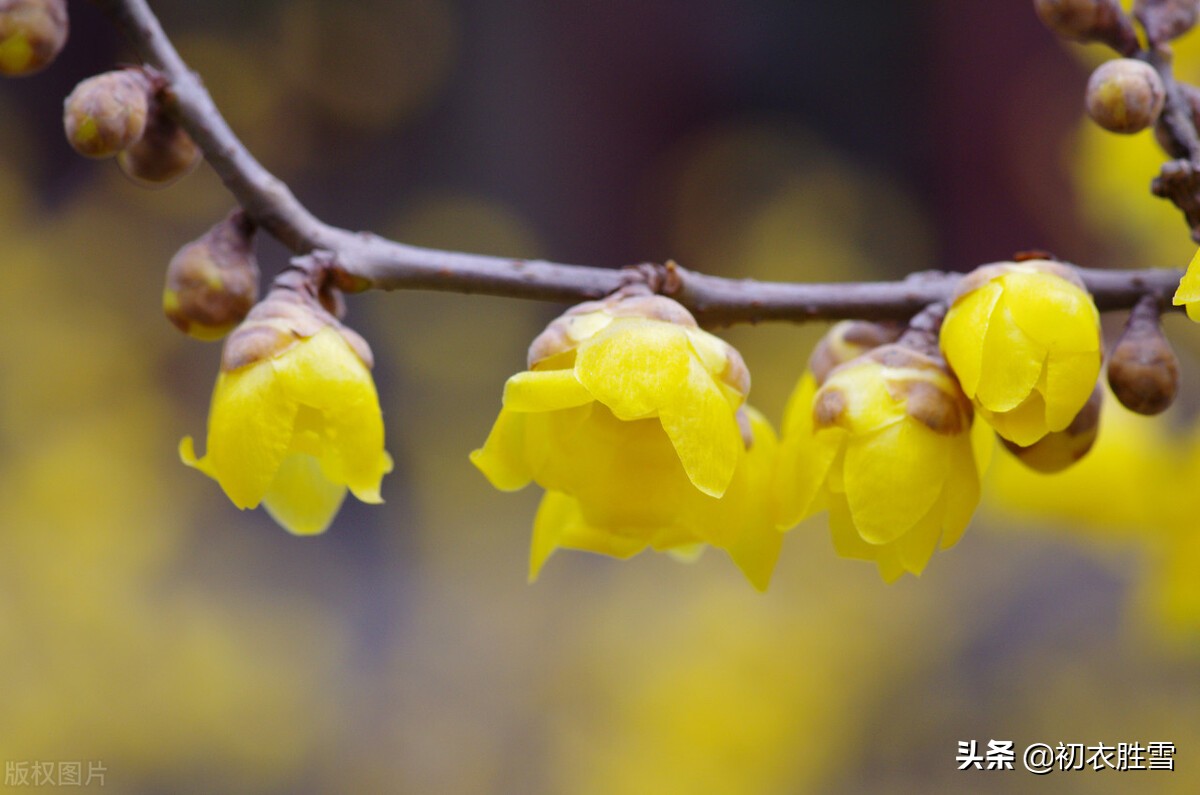 腊梅诗句经典名句（赞美梅花的优美句子）