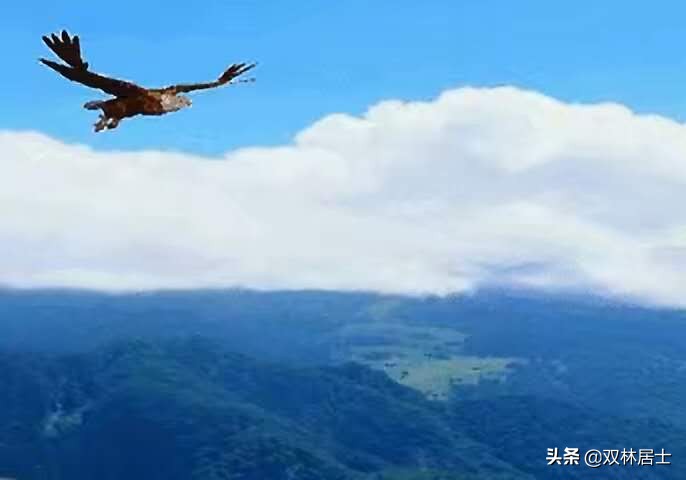 白居易诗集经典（白居易诗集大全鉴赏）