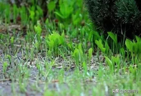 李商隐的诗有哪些（李商隐的经典诗赏析）