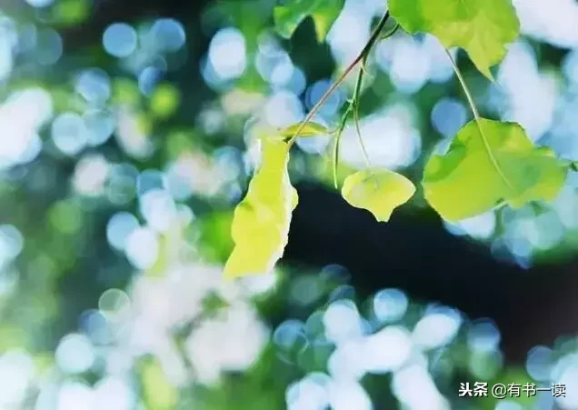 席慕蓉十首经典诗词（现代诗席慕容最经典）