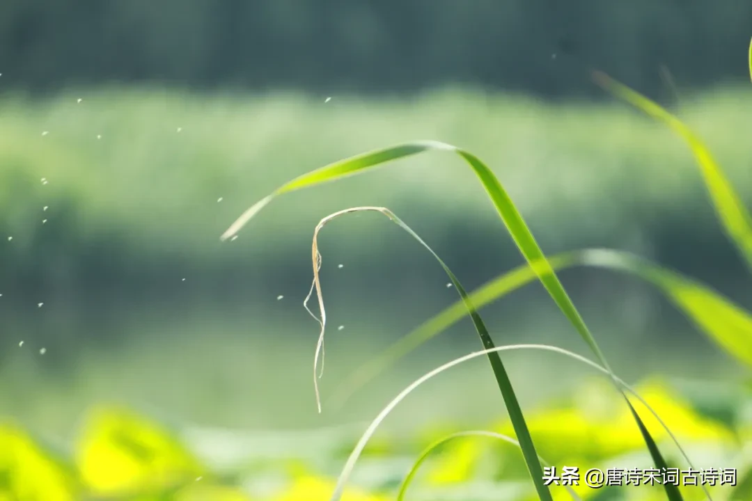 立夏的诗词有哪些（描写立夏的古诗名句）