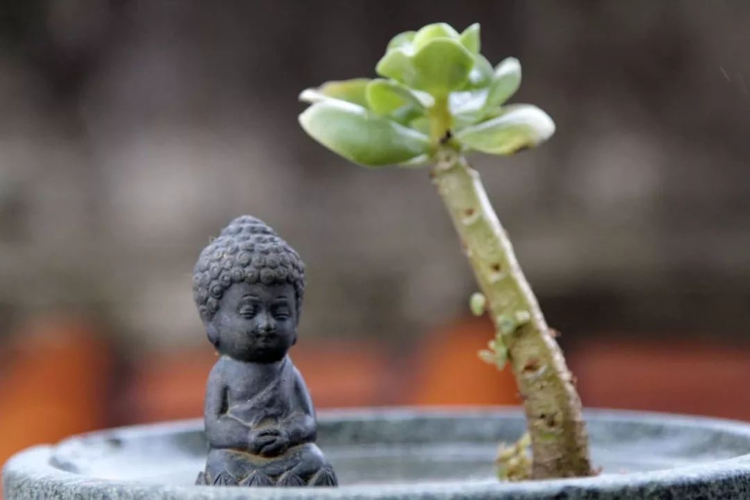 佛说放下的经典句子（佛家看透人生的经典语句）