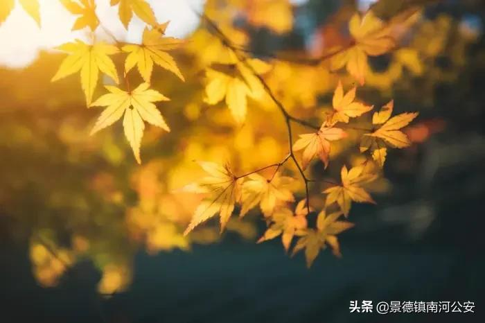 尘世难逢开口笑作者是谁（尘世难逢开口笑原文及赏析）