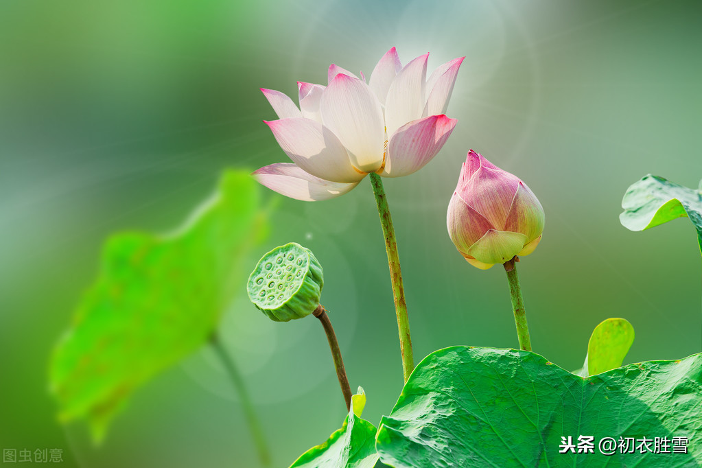 莲花诗句经典语录（关于莲花的诗词欣赏）