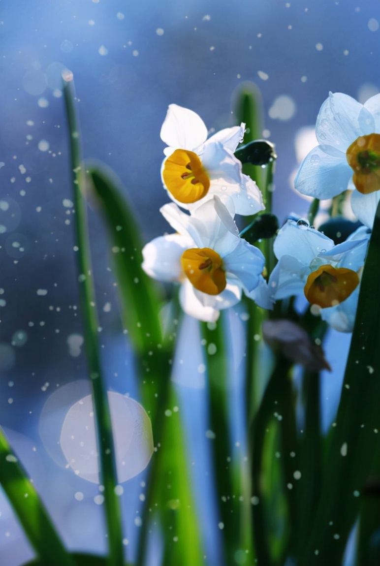 关于水仙花的诗歌（形容水仙花的著名诗句）
