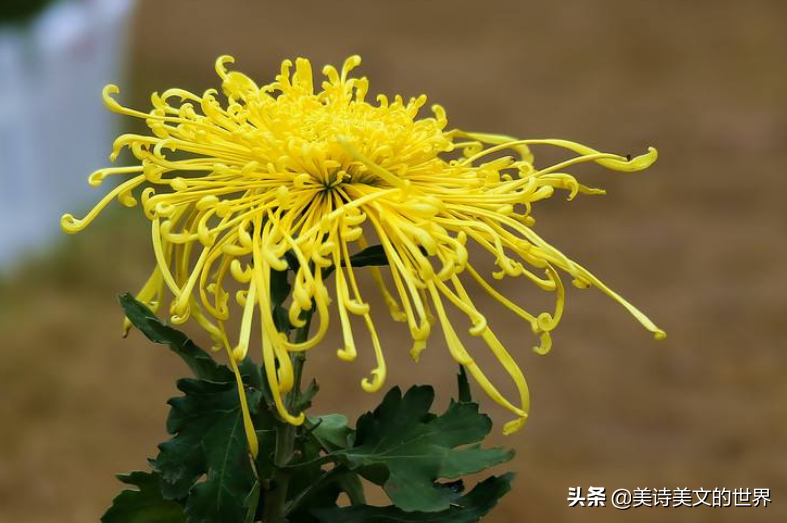 菊花诗句最出名诗句（描写菊花品格的诗句）
