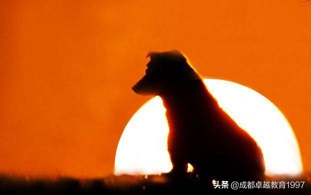 蜀犬吠日是什么意思（蜀犬吠日成语故事及典故）