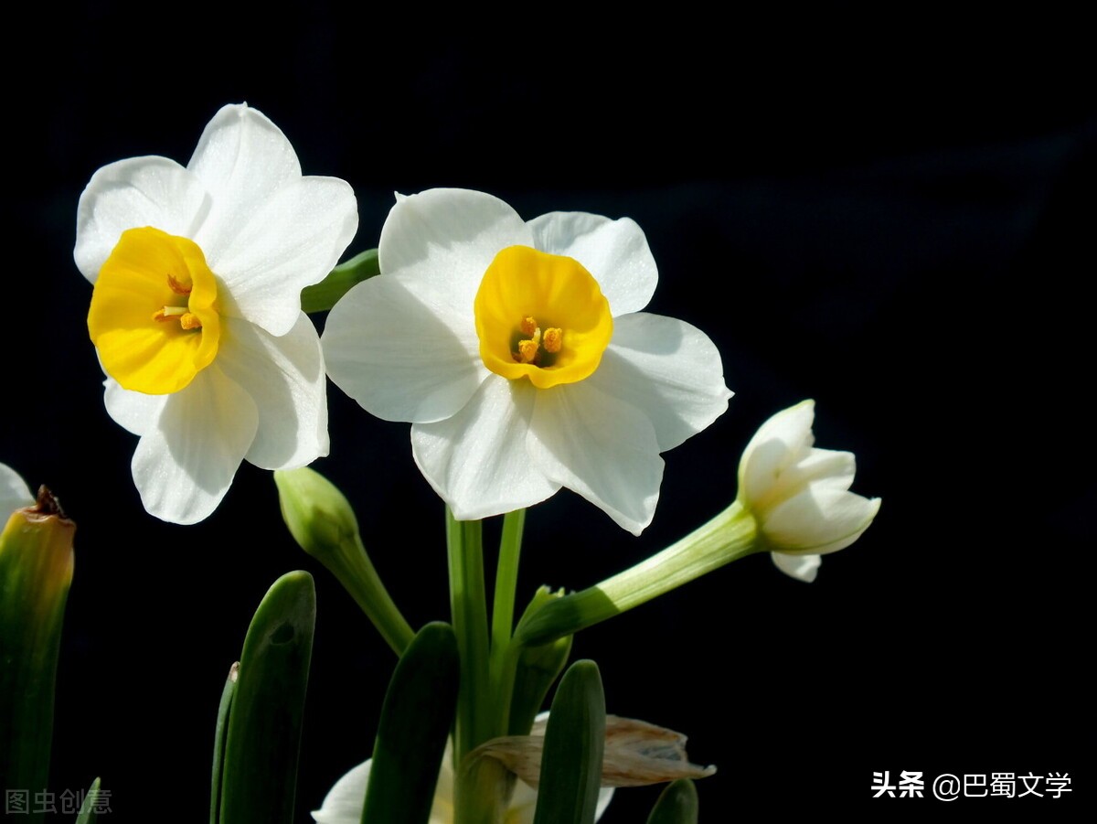 关于水仙花的散文（冰心写水仙花的散文）