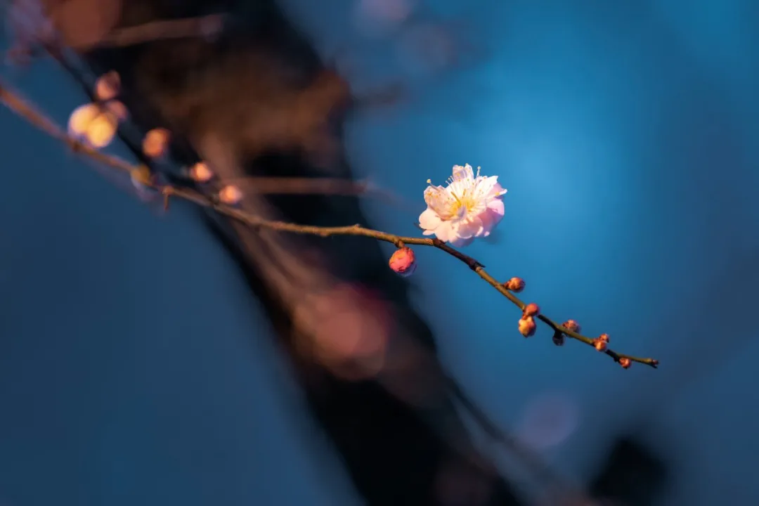 形容梅花的优美句子（最经典的梅花诗赏析）