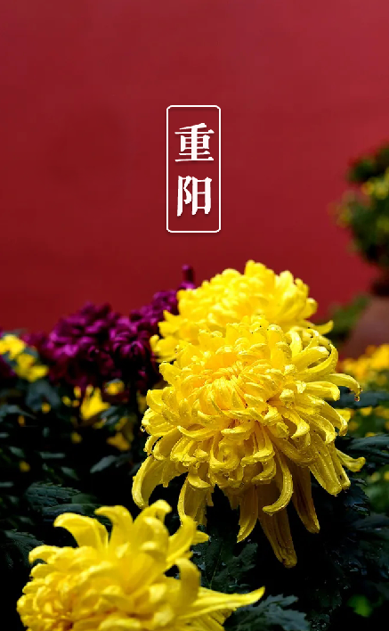 重阳节诗句有哪些（重阳节尊老敬老的名言佳句）