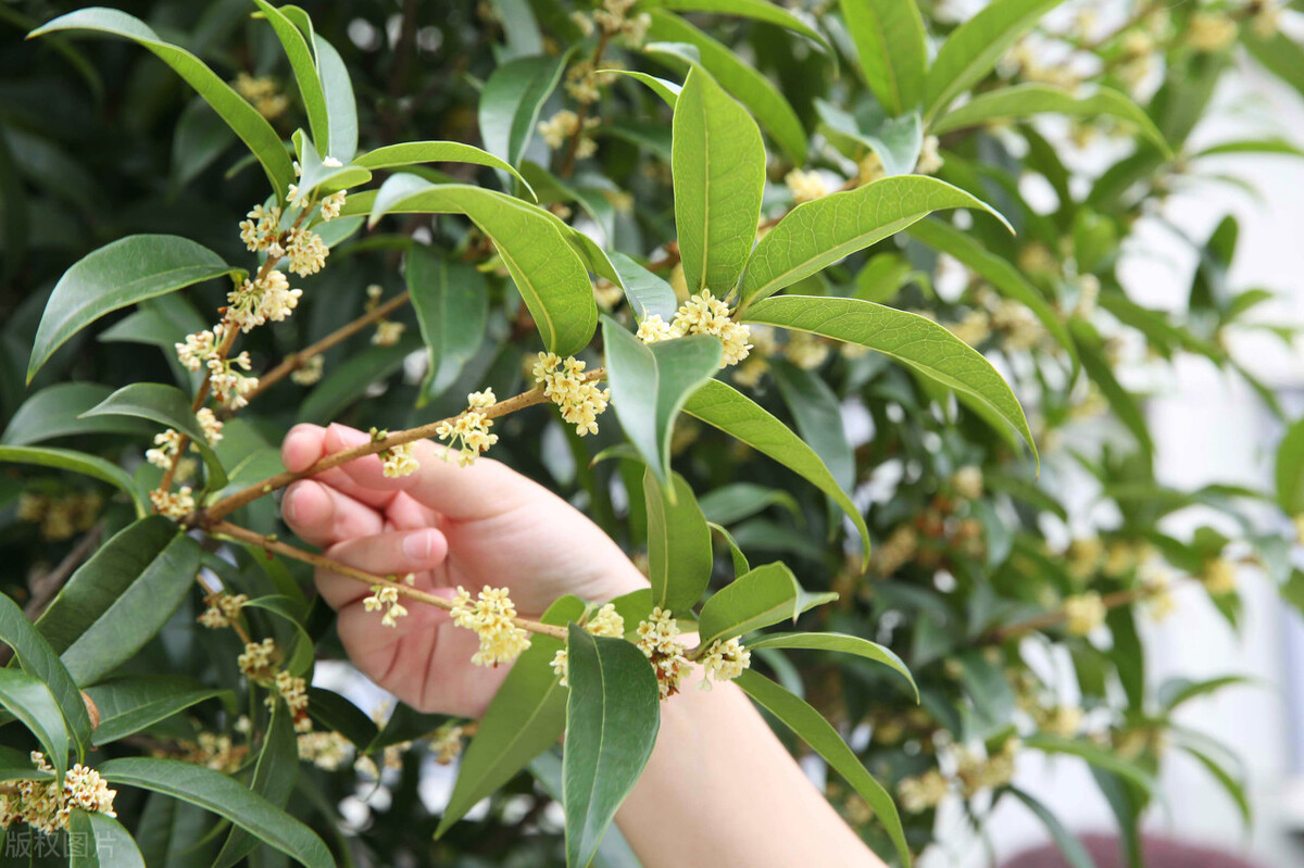 桂花香的诗句经典名句（桂花香的句子唯美短句）