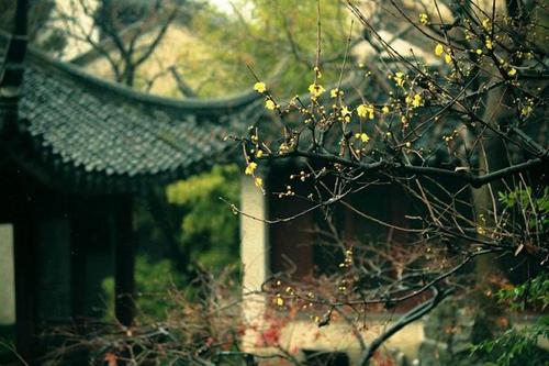 杂诗王维原文注释（杂诗王维赏析及翻译）