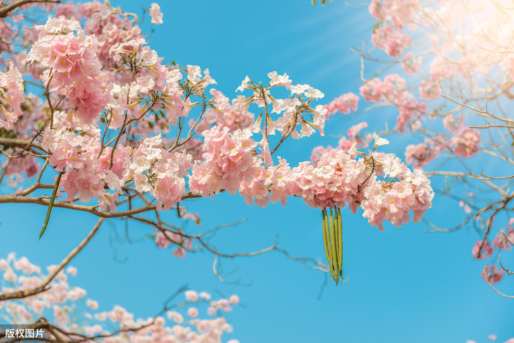 张仲素燕子楼诗三首（燕子楼张仲素赏析）