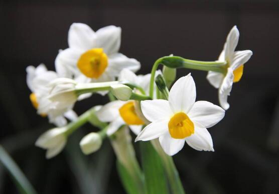 水仙花花语是什么（水仙百合的象征及寓意）