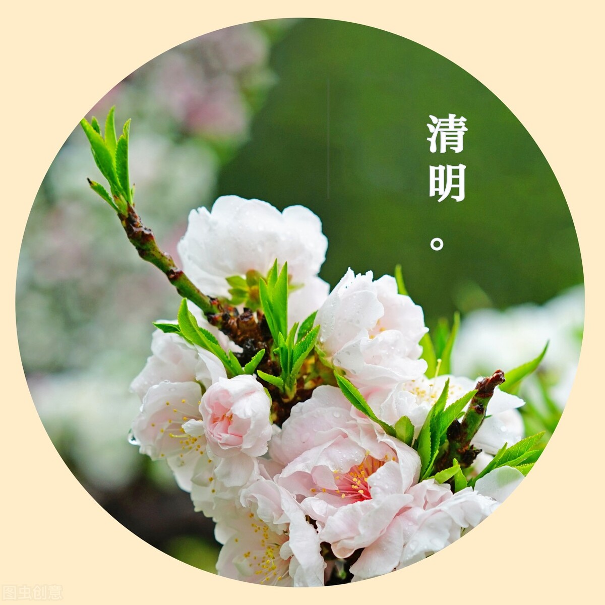 关于清明节的唯美句子（描写清明节的优美句子）