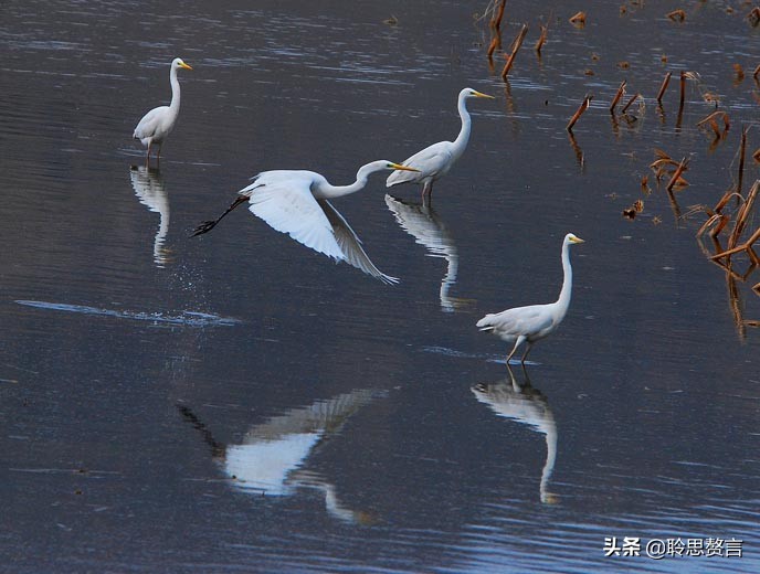 关于白鹭的诗句大全（白鹭诗句最出名诗句）
