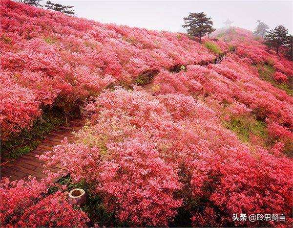 写杜鹃的诗句有哪些（赞美杜鹃的诗句古诗鉴赏）