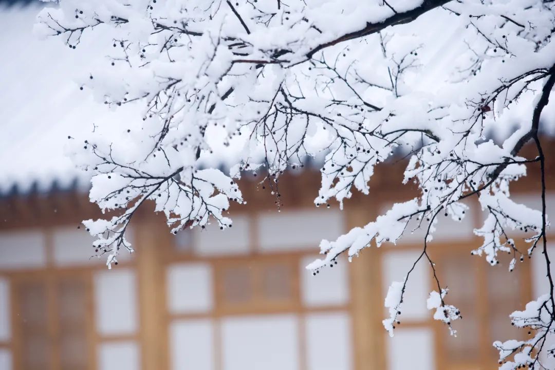 描写雪的诗40首（赞美雪的诗词名句）