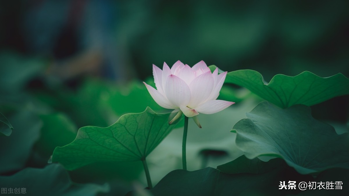 关于莲的诗句有哪些（描写荷花的古诗句）