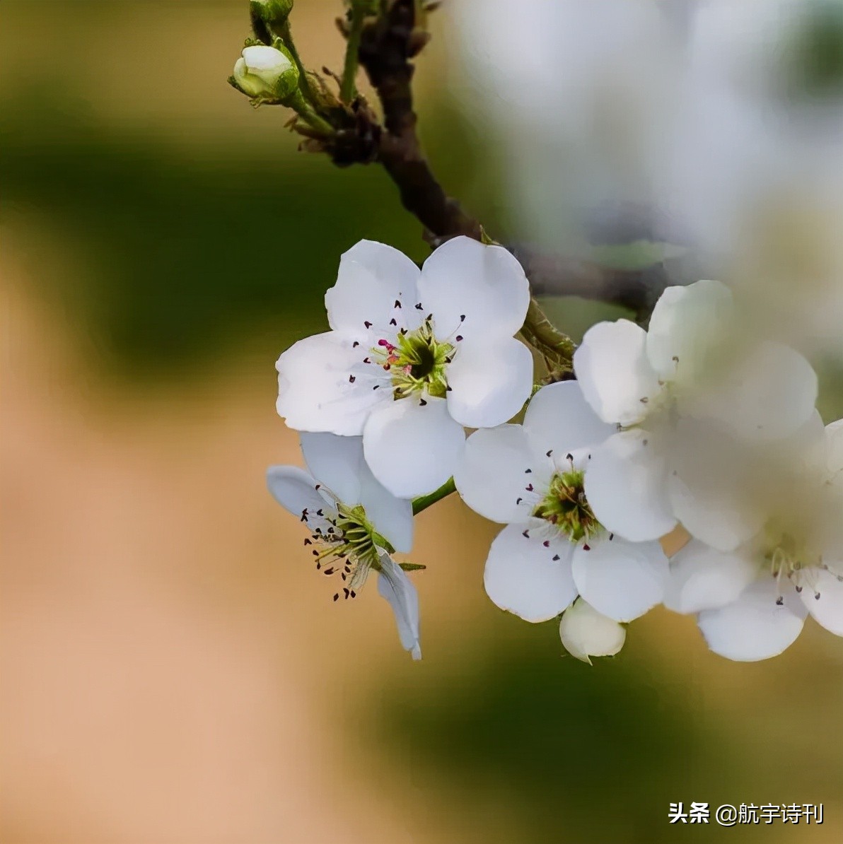 经典诗词朗诵（经典古诗词主题朗诵稿）