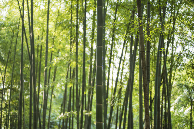 不可居无竹苏轼全诗（赞美竹子的美文佳句）