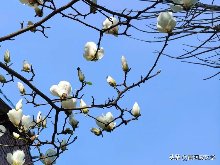 三八妇女节的诗句（三八节夸赞女子的诗词 ）