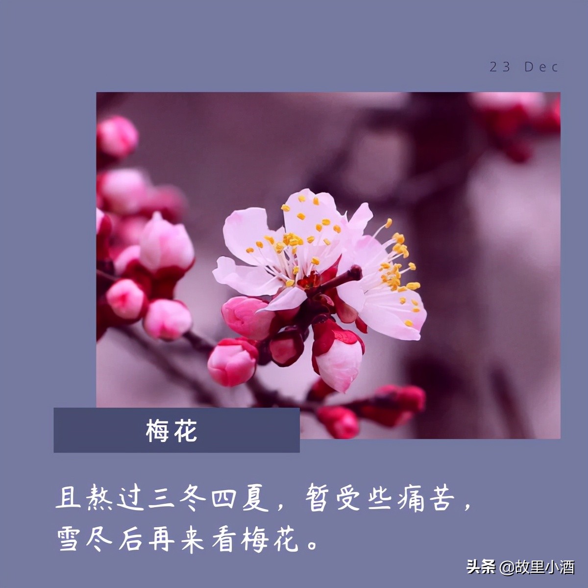 花的句子唯美短句（欣赏花的优美句子）