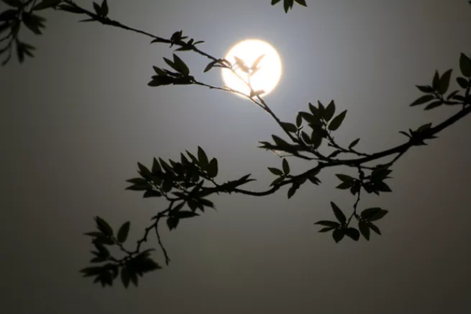 写月亮的诗句古诗（描写月亮的唯美诗句）