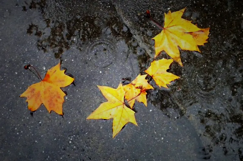 秋雨梧桐叶落时下一句是什么（秋风梧桐叶落时诗句及散文）