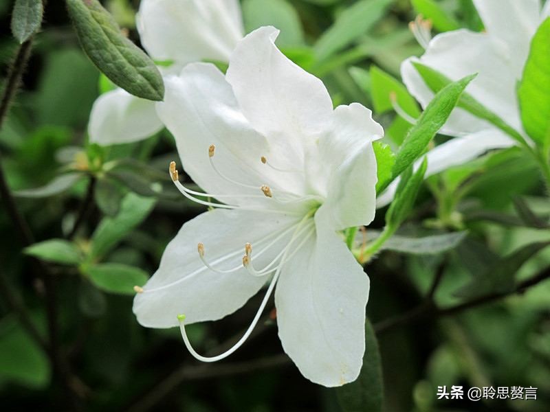 写杜鹃的诗句有哪些（赞美杜鹃的诗句古诗鉴赏）