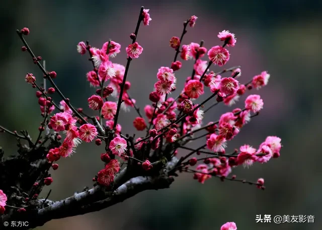 咏梅诗词精选赏析（著名梅花诗词赏析）