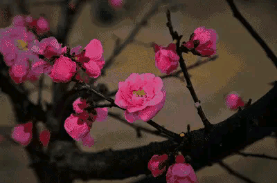 咏梅诗词精选赏析（著名梅花诗词赏析）