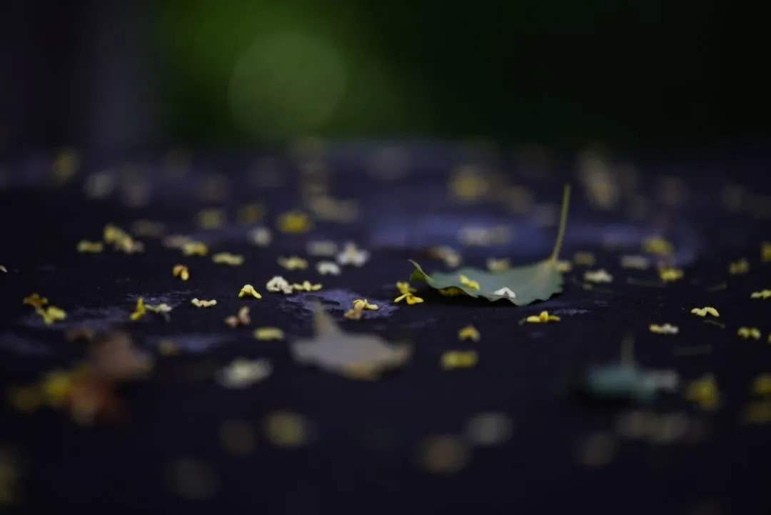 摊破浣溪沙李清照（浣溪沙李清照赏析）
