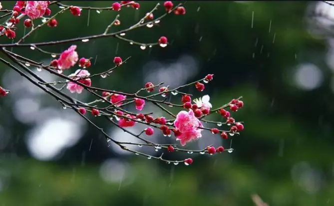 雨水的诗词有哪些（描写雨水的古诗赏析）