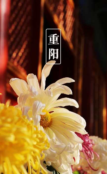 关于重阳节的诗句有什么（描写重阳节的古诗词欣赏）