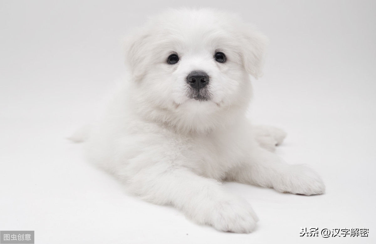 关于犬开头的成语（犬开头的词语大全欣赏）