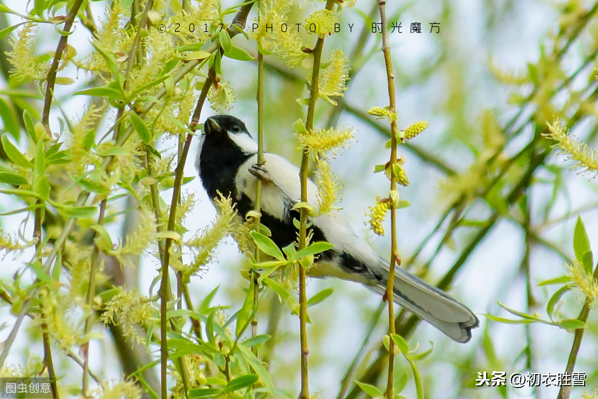 癫狂柳絮随风舞全文（国学经典杜甫漫兴）