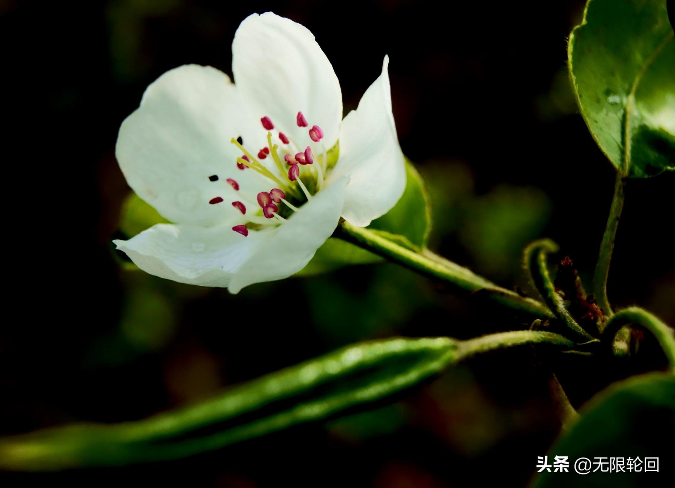 梨花诗歌大全分享（描写梨花的优美古诗）