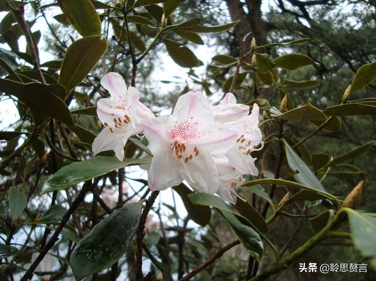 写杜鹃的诗句有哪些（赞美杜鹃的诗句古诗鉴赏）