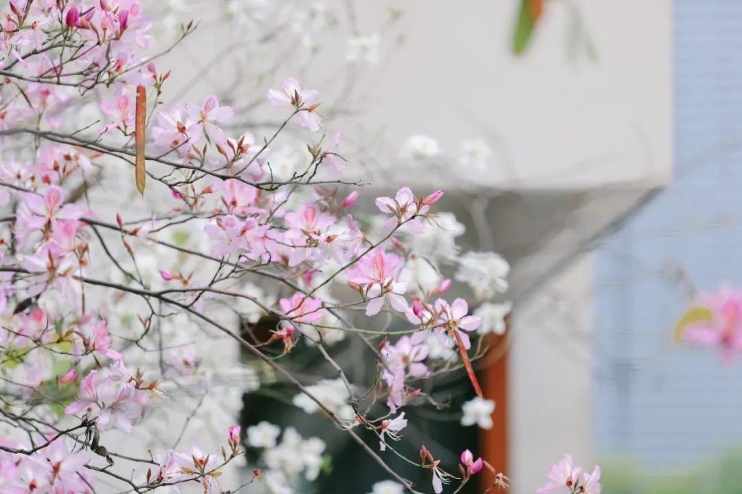 楚辞里的唯美句子（诗经楚辞中有韵味的唯美句子）