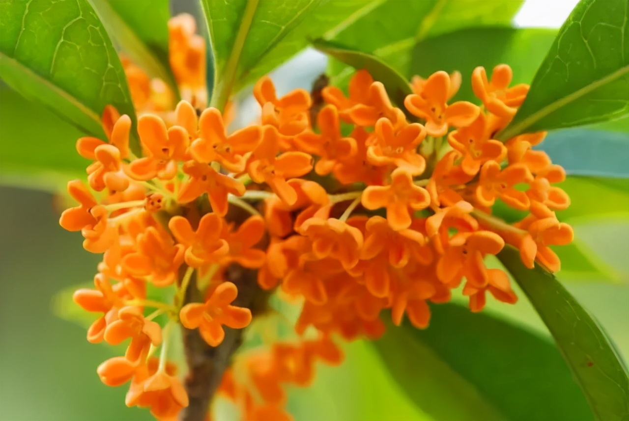 桂花香的诗句经典名句（桂花香的句子唯美短句）