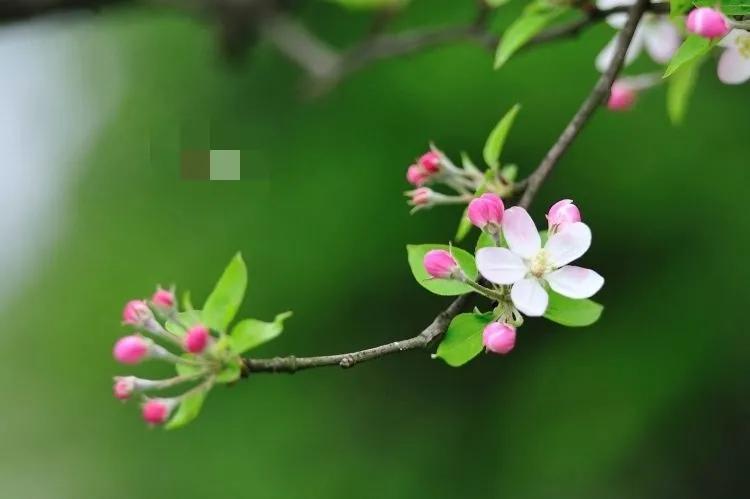 关于春天的优美句子（春天的句子短句唯美摘抄）