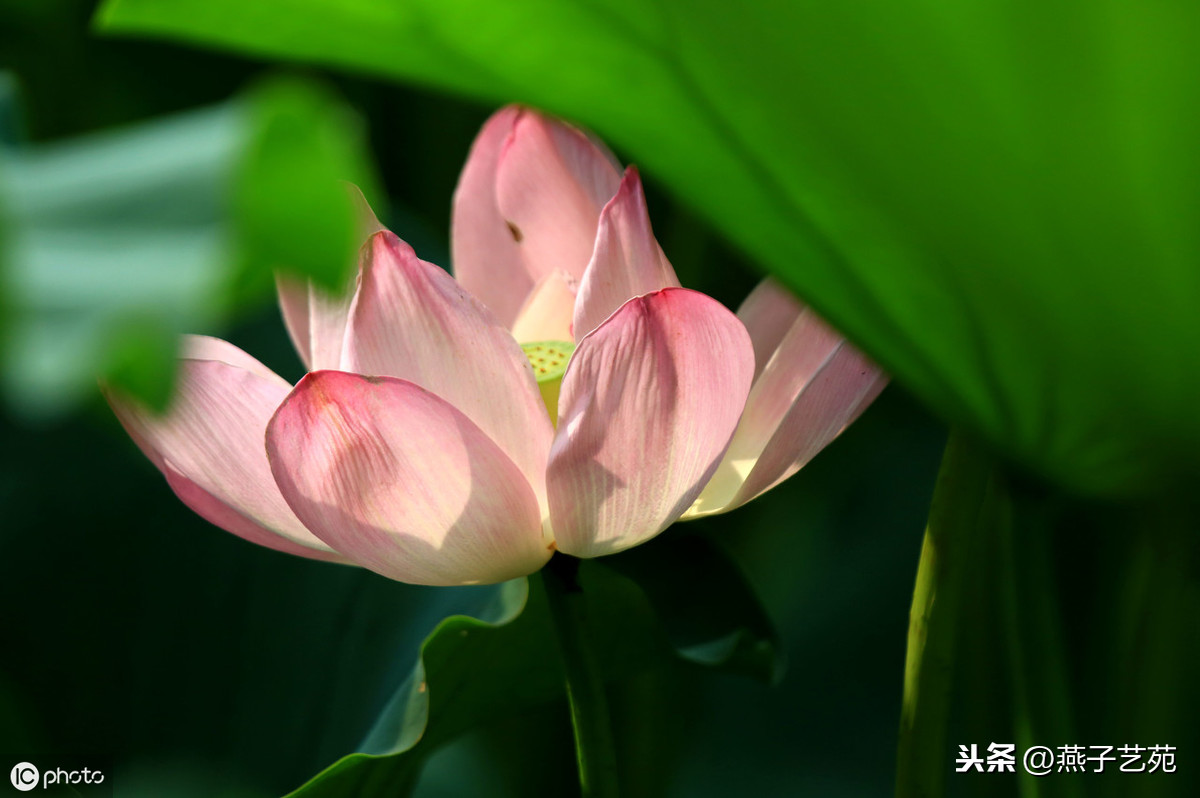小暑诗句古诗大全（关于描写小暑的诗句）
