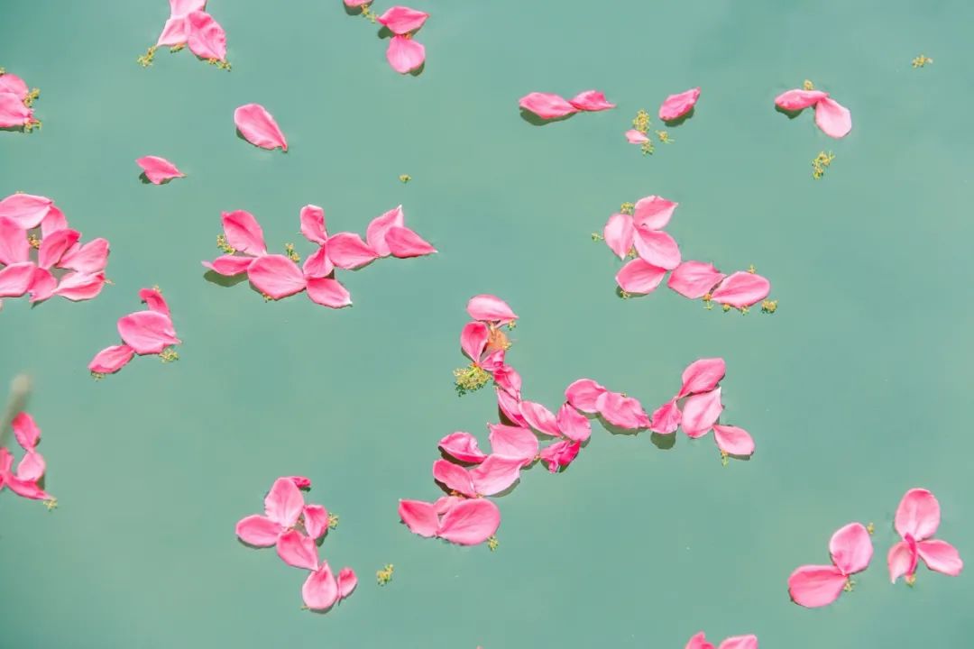 形容花朵绽放的美句（花开绽放的唯美句子）